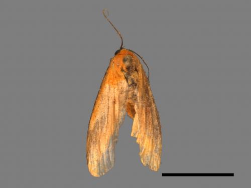 Conilepia nigricosta paiwan[藍緣苔蛾][00036555]