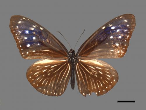 Euploea mulciber barsine[端紫斑蝶][00024796]