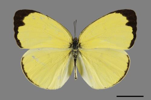 Eurema blanda arsakia[臺灣黃蝶][00094527]