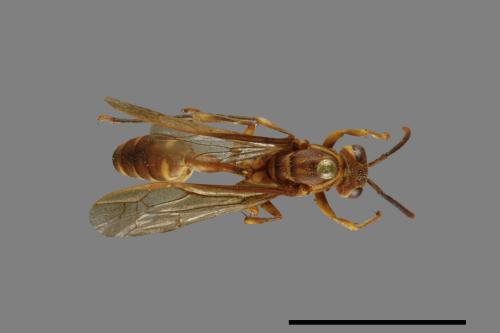 Parapolybia varia[變側異腹胡蜂][00078835]