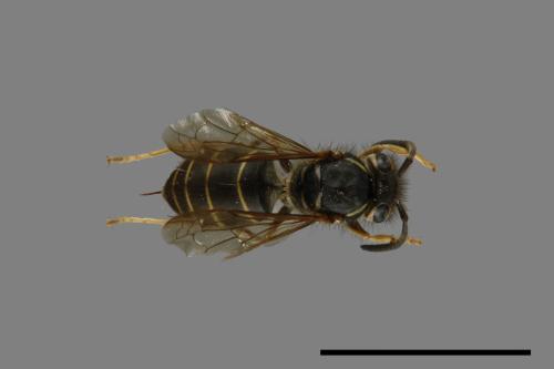 Vespula flaviceps[細黃胡蜂][00073295]