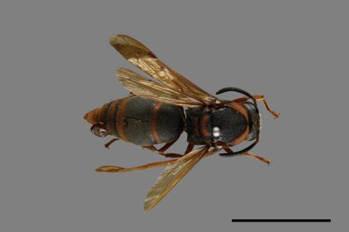 Anterhynchium flavomarginatum formosicola[黃緣蜾嬴][00073503]