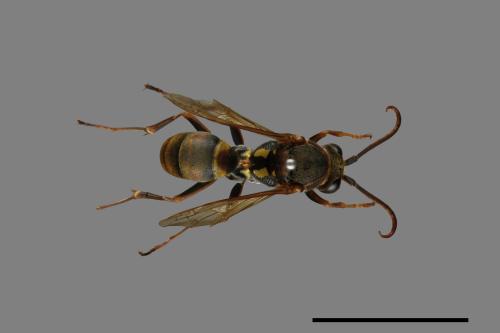 Polistes takasagonus[雙斑長腳蜂][00072665]