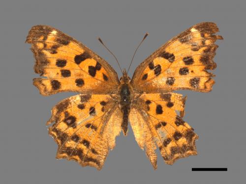 Polygonia c-aureum lunulata[黃蛺蝶][00061493]