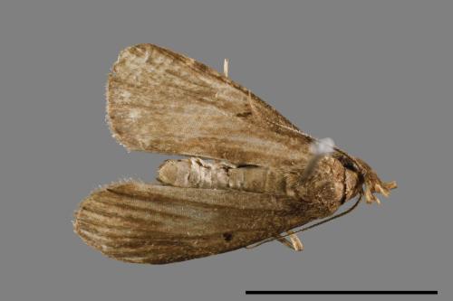 <已分類>Family：Noctuidae[夜蛾科][00010842]