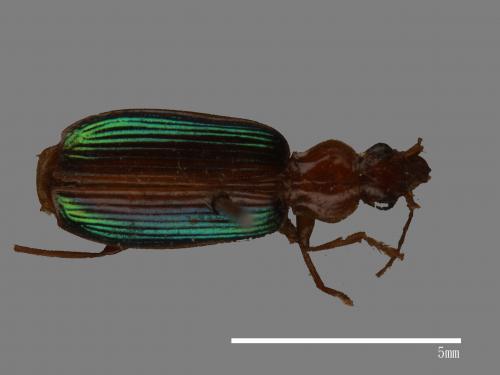 <已分類>Family：Carabidae[步行蟲科][00080981]