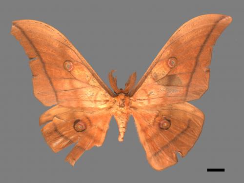 Antheraea yamamai superba[大透目天蠶蛾][00016076]