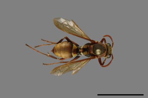 Polistes takasagonus[雙斑長腳蜂][00072705]