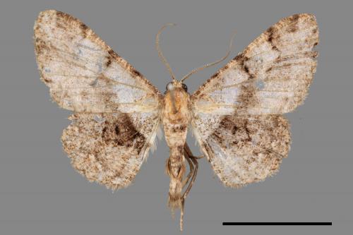 Psilalcis pulveraria[碎紋尺蛾][00039386]
