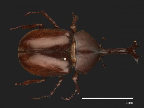 Allomyrina dichotomus[獨角仙][00086112]