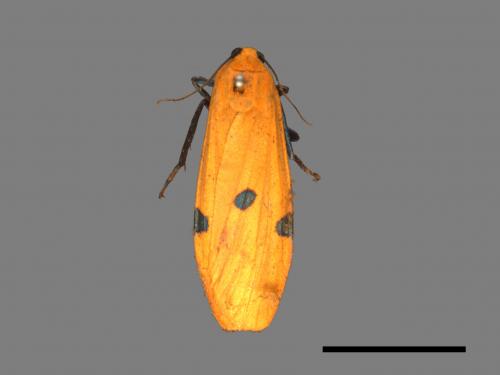 Conilepia nigricosta paiwan[藍緣苔蛾][00037877]