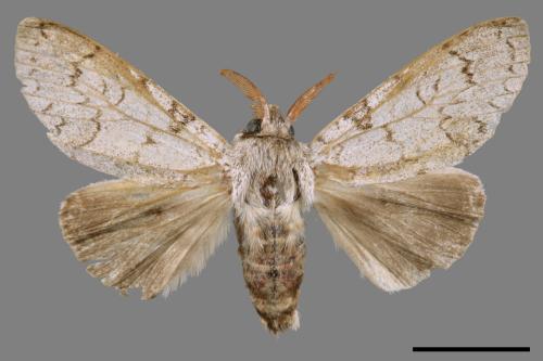 Calliteara postfusca[波茸毒蛾][00039943]