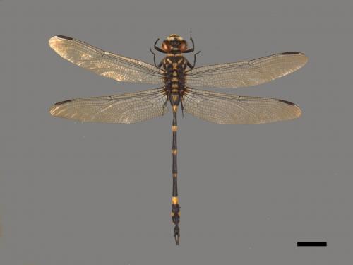 Ictinogomphus rapax[粗鉤春蜓][00103332]