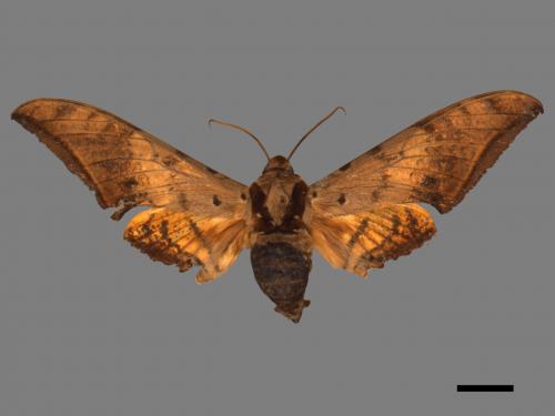 Ambulyx sericeipennis[臺灣鷹翅天蛾][00017448]