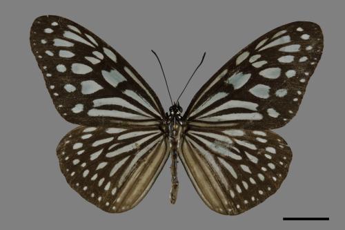 Ideopsis similis[琉球青斑蝶][00093812]