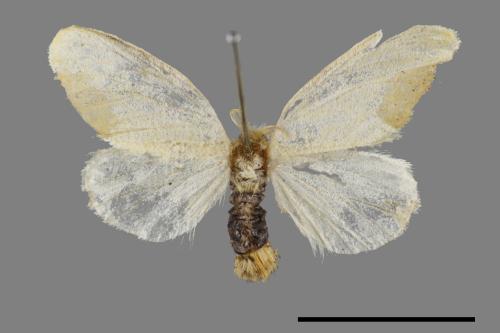 <已分類>Genus：Euproctis[00022118]