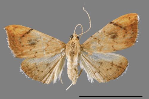 Hyalobathra coenostolalis[00064432]