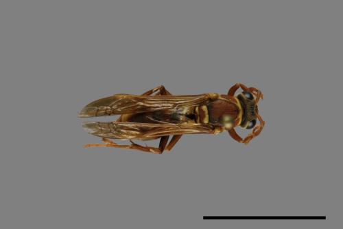 Polistes shirakii[shirakii][00072757]