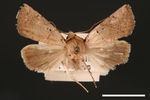 <已分類>Genus：Athetis[00003369]