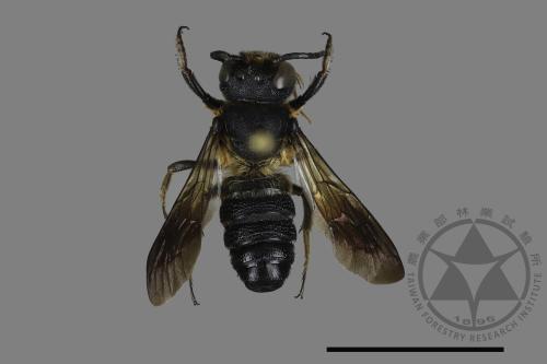 Megachile dinura[雙葉切葉蜂][00169749]