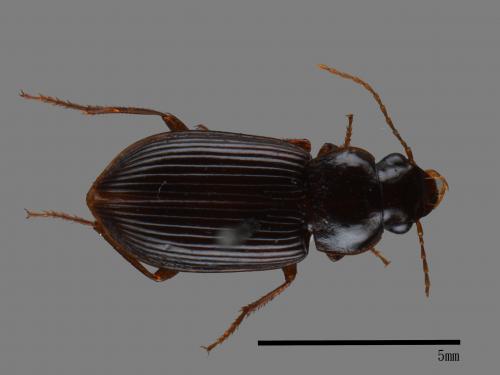 <已分類>Family：Carabidae[步行蟲科][00046003]