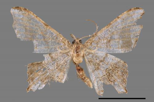 Chiasmia emersaria[連珠尾尺蛾][00044560]