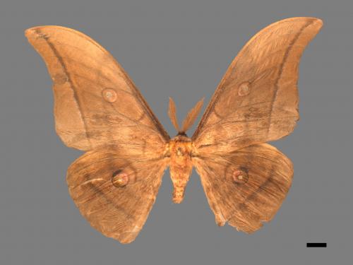 Antheraea yamamai superba[大透目天蠶蛾][00016057]