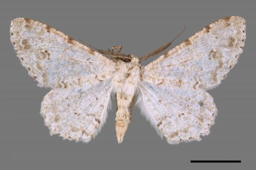 Lassaba parvalbidaria parvalbidaria[污雪雙斑尺蛾][00042912]