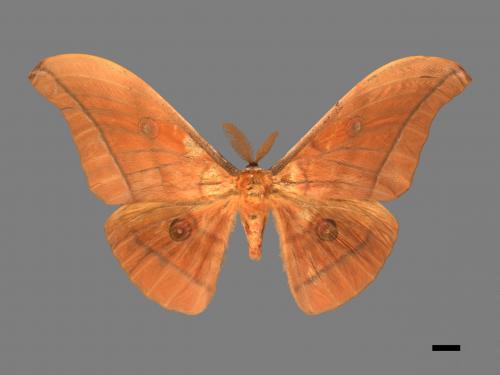 Antheraea yamamai superba[大透目天蠶蛾][00016061]