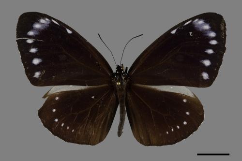 Euploea tulliolus koxinga[小紫斑蝶][00101178]