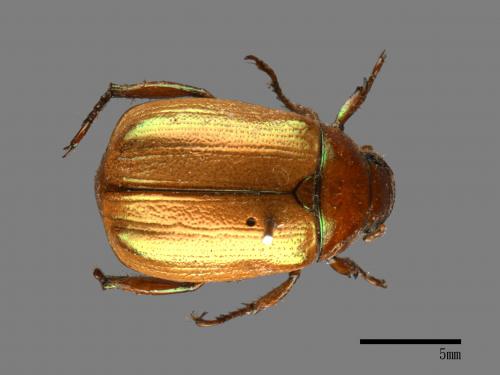 Mimela testaceoviridis[黃艷金龜][00081373]