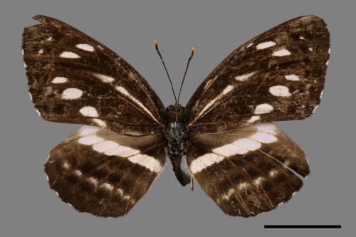 Neptis nata lutatia[臺灣三線蝶][00015142]