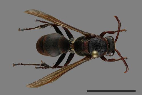 Polistes huisunensis[00117524]