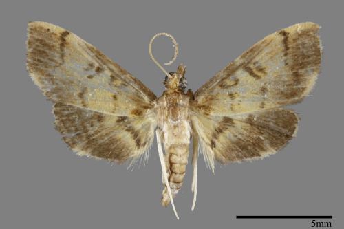 <已分類>Family：Crambidae[草螟科][00092561]