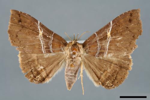 Sypnoides simplex[單析夜蛾][00006275]