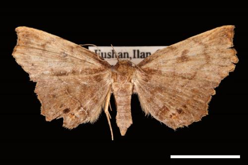 Eutrogia morosa[00007519]