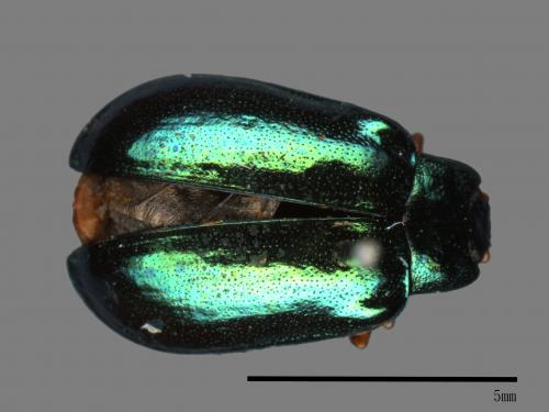 <已分類>Family：Chrysomelidae[金花蟲科][00081181]