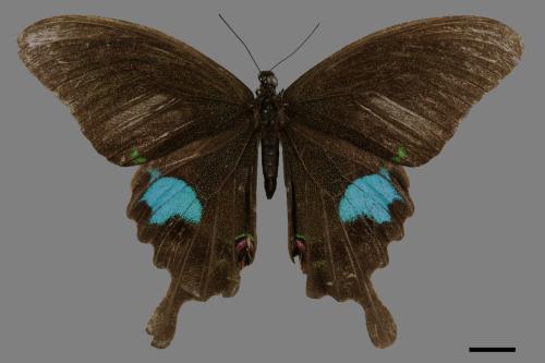 Papilio paris nakaharai[大琉璃紋鳳蝶][00090827]