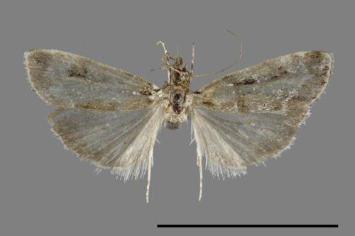 <已分類>Family：Pyralidae[螟蛾科][00093448]