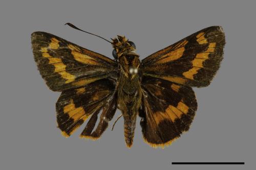 Potanthus confucius angustatus[臺灣黃斑挵蝶][00101976]