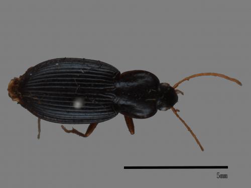 <已分類>Family：Carabidae[步行蟲科][00092684]