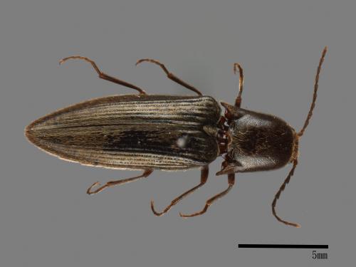 <已分類>Family：Elateridae[叩頭蟲科][00080218]