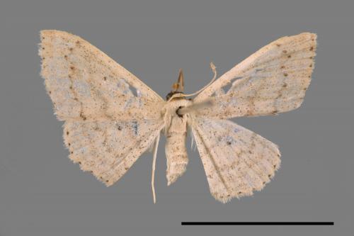 <已分類>Genus：Scopula[00022250]
