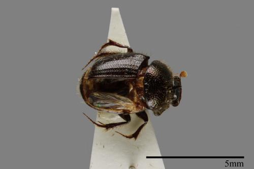 <已分類>Family：Scarabaeidae[金龜子科][00092394]