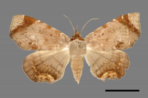 <已分類>Family：Noctuidae[夜蛾科][00007420]