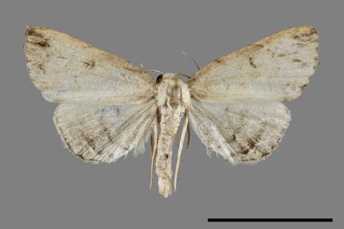<已分類>Family：Noctuidae[夜蛾科][00092133]