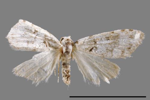 <已分類>Family：Noctuidae[夜蛾科][00011850]