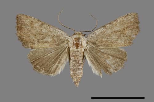 <已分類>Family：Noctuidae[夜蛾科][00092924]