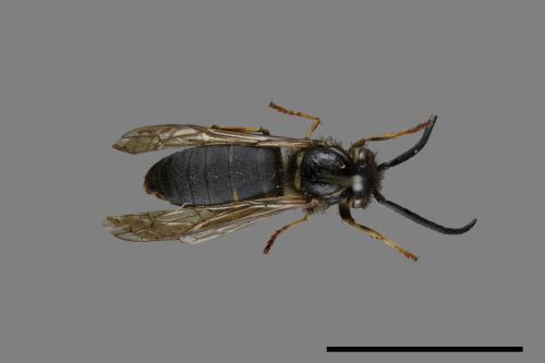 Vespula flaviceps[細黃胡蜂][00072924]
