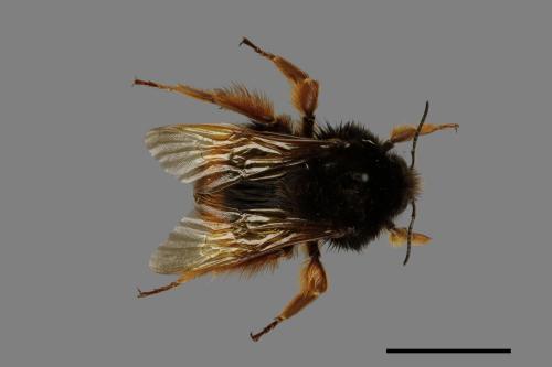 Bombus flavescens[黃色熊蜂][00075618]